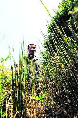 再过10多天早稻就可以收割了,可河西雨敞坪镇一些村的稻田却面临蝗虫