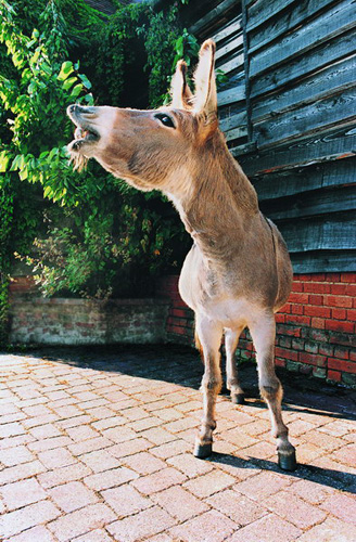 驴肉 新鲜,驴肉火烧,孕妇能吃驴肉吗,孕妇可以吃驴肉吗