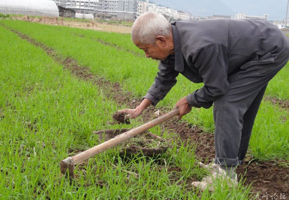 节后庄稼除草忙