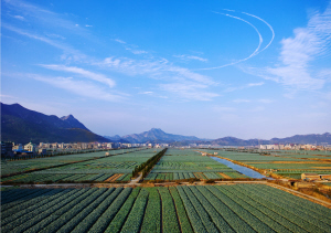 浙江临海西兰花基地图片